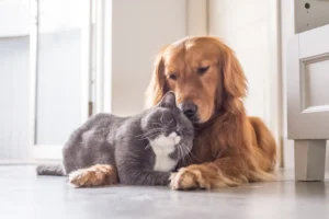 cat & dog